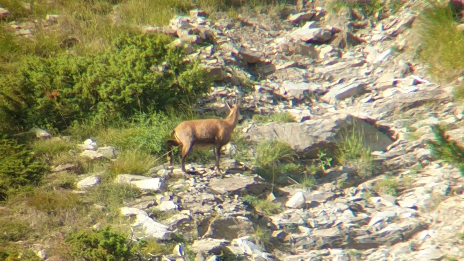 Chamois - Nunchi Adventure, Rando-Quad LES ORRES.jpg