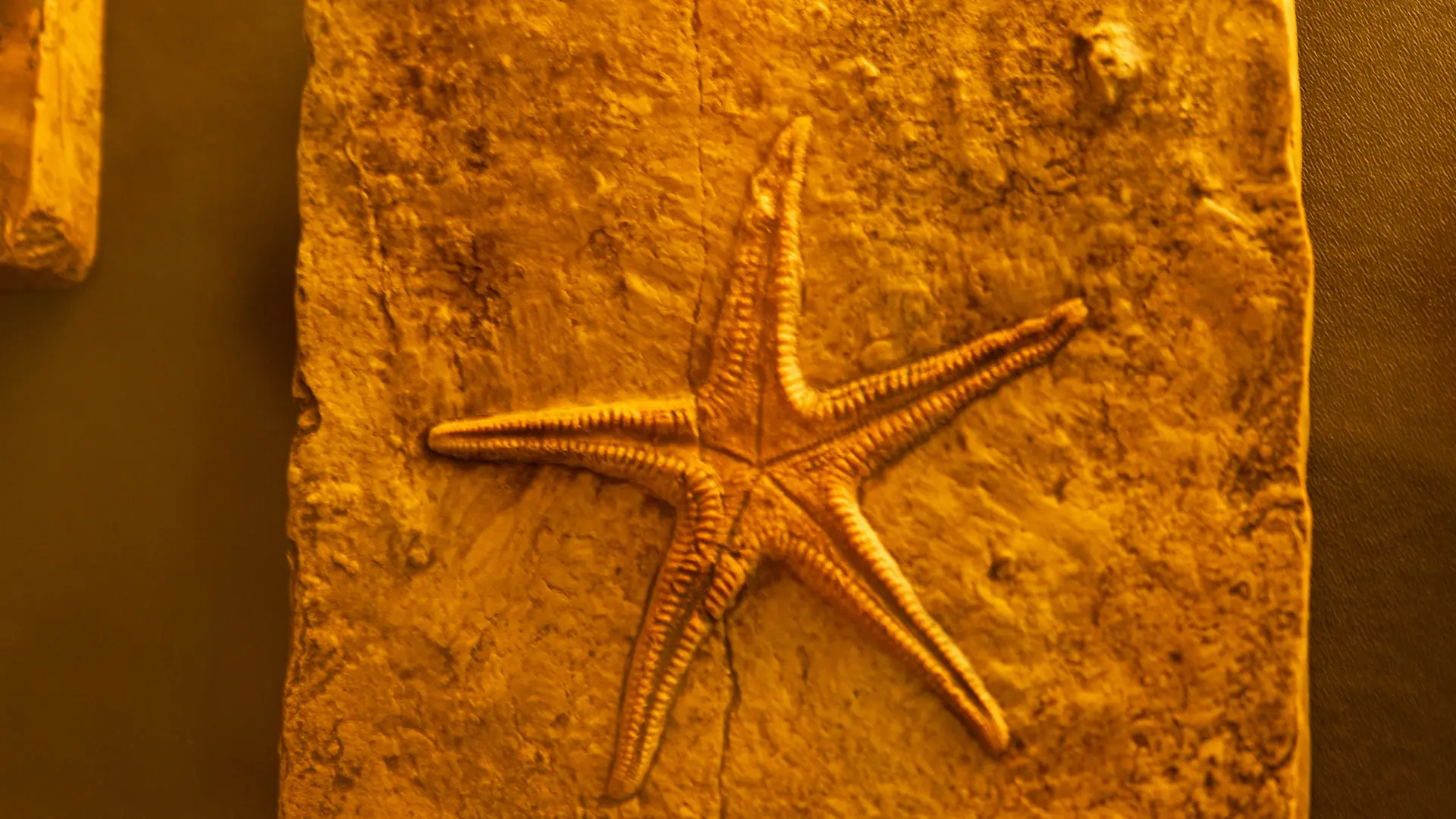 Musée paléoécologique de Cerin