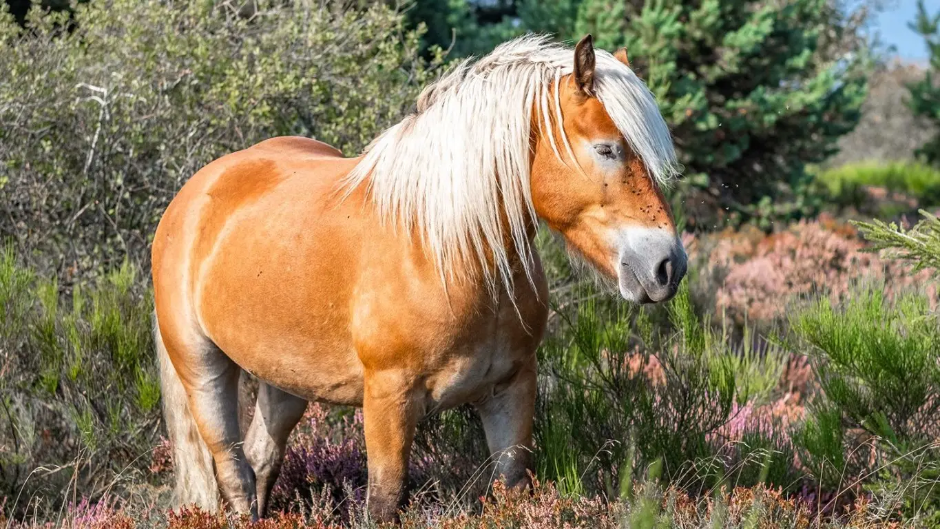 Cheval à Saint-Nicolas-des-Biefs