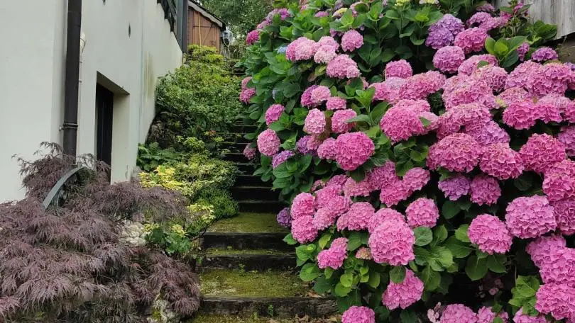 Hortensias en fleurs, Chemin caché en été