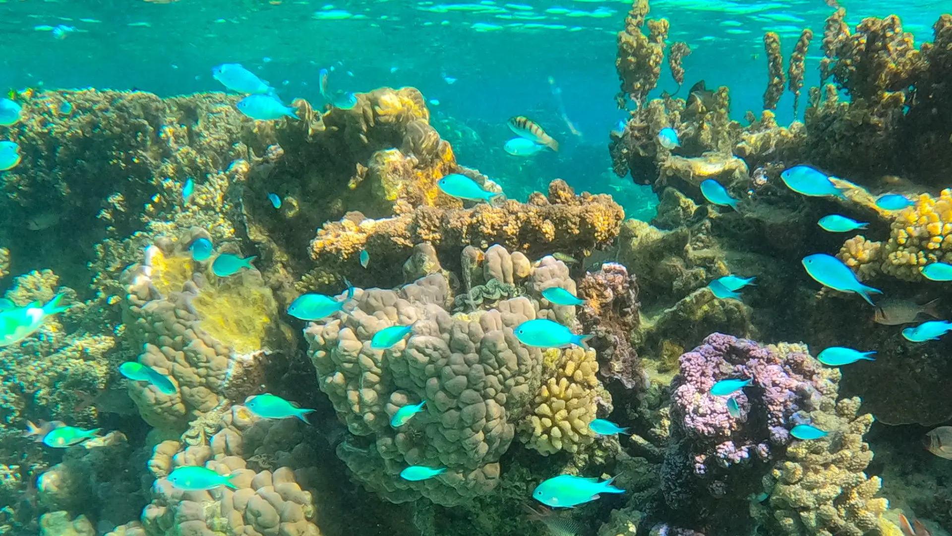 Le jardin de corail