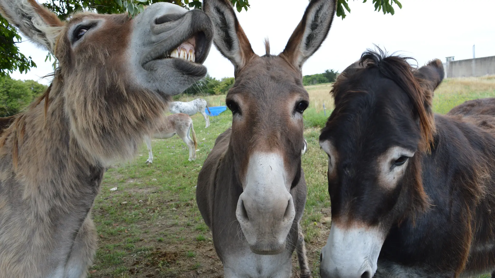 Les baudets du Poitou à l'honneur à Saint-Martin-de-Ré