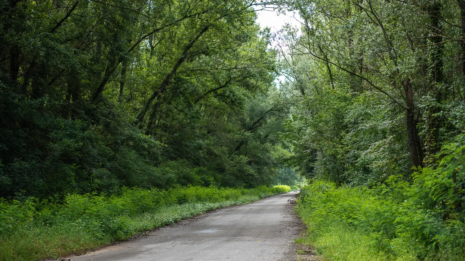 Chemin Marais de l'île vieille