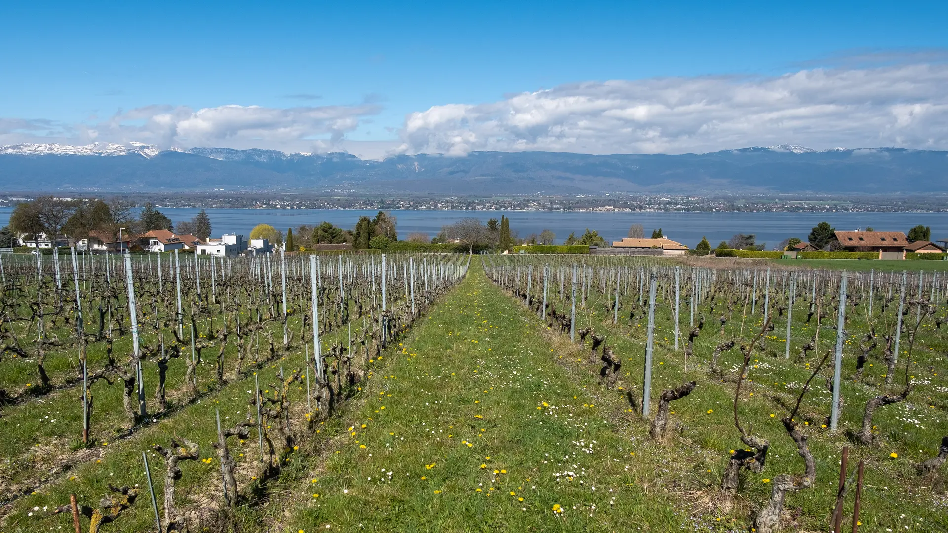Coteaux de l'Hermance