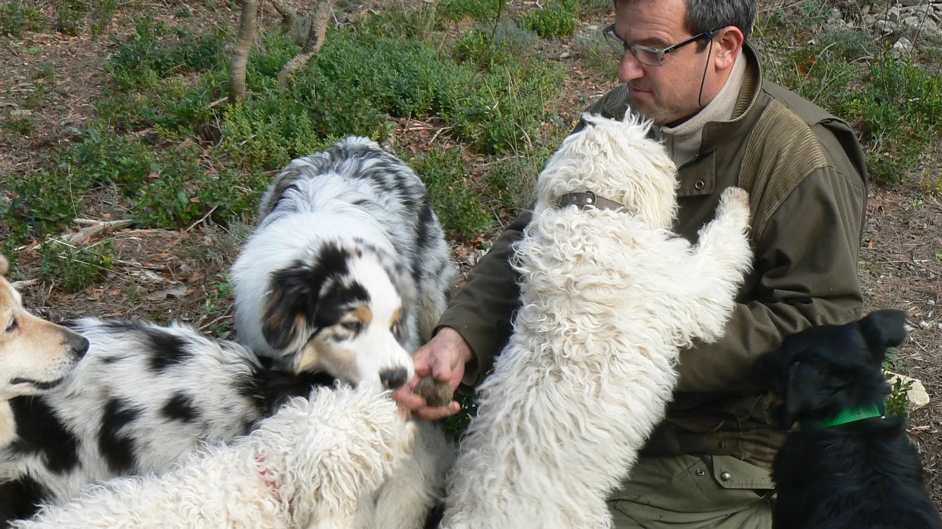 Chasse à la truffe_L'Isle-sur-la-Sorgue trufficculteur et ses 4 chiens