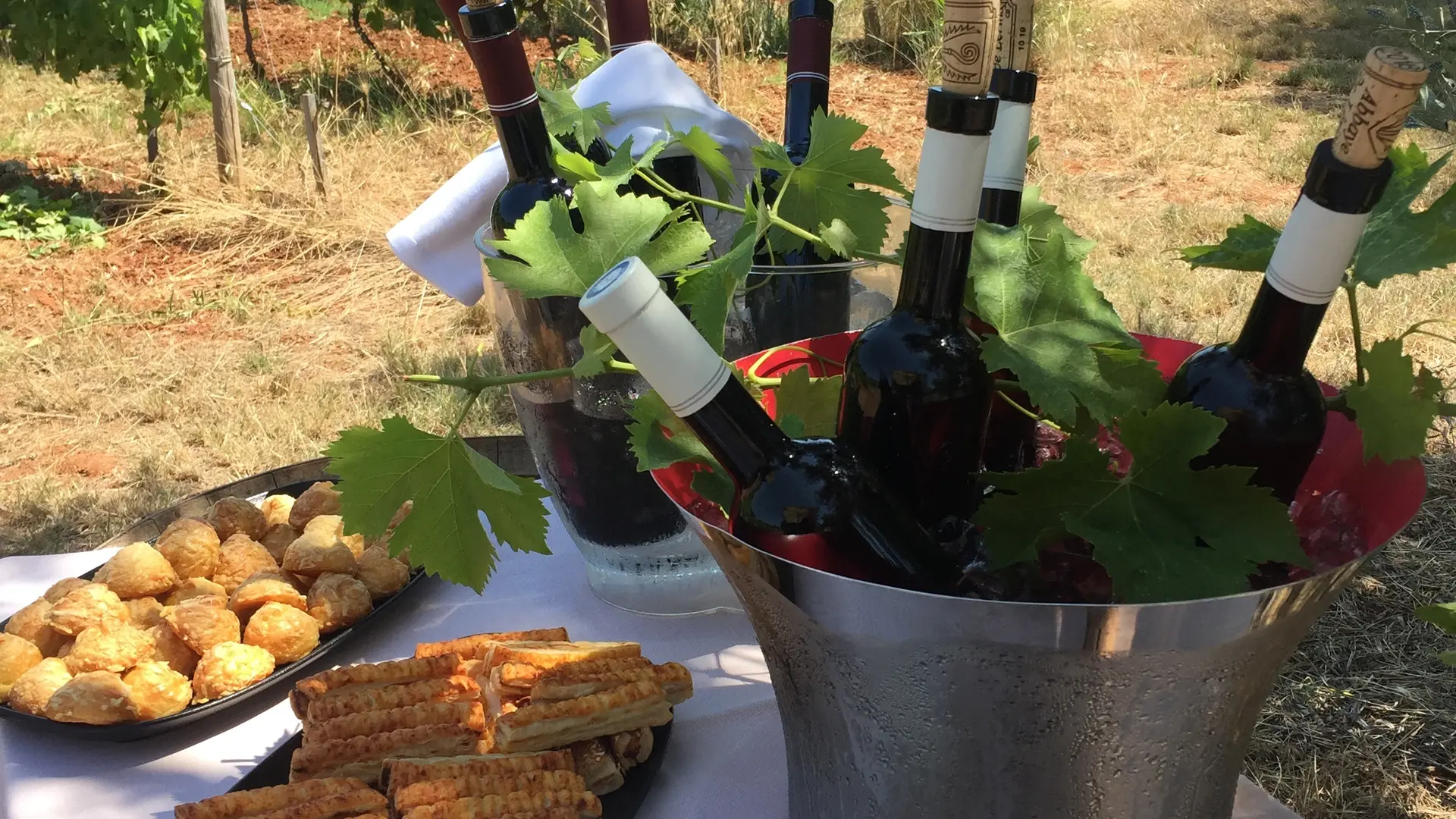 Dégustation dans les vignes à Cannes -  Planaria