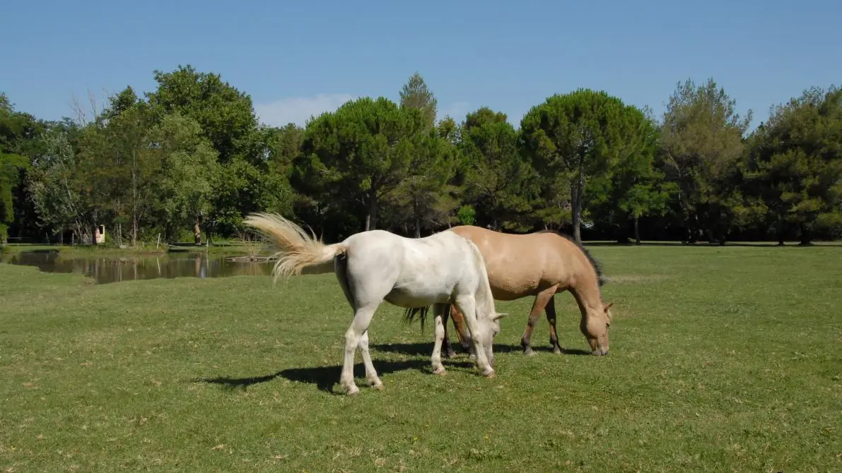 MES CHEVAUX DEVANT LE GÏTE