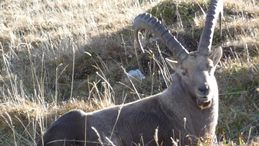 col de Pavis, accueillis par les bouquetins