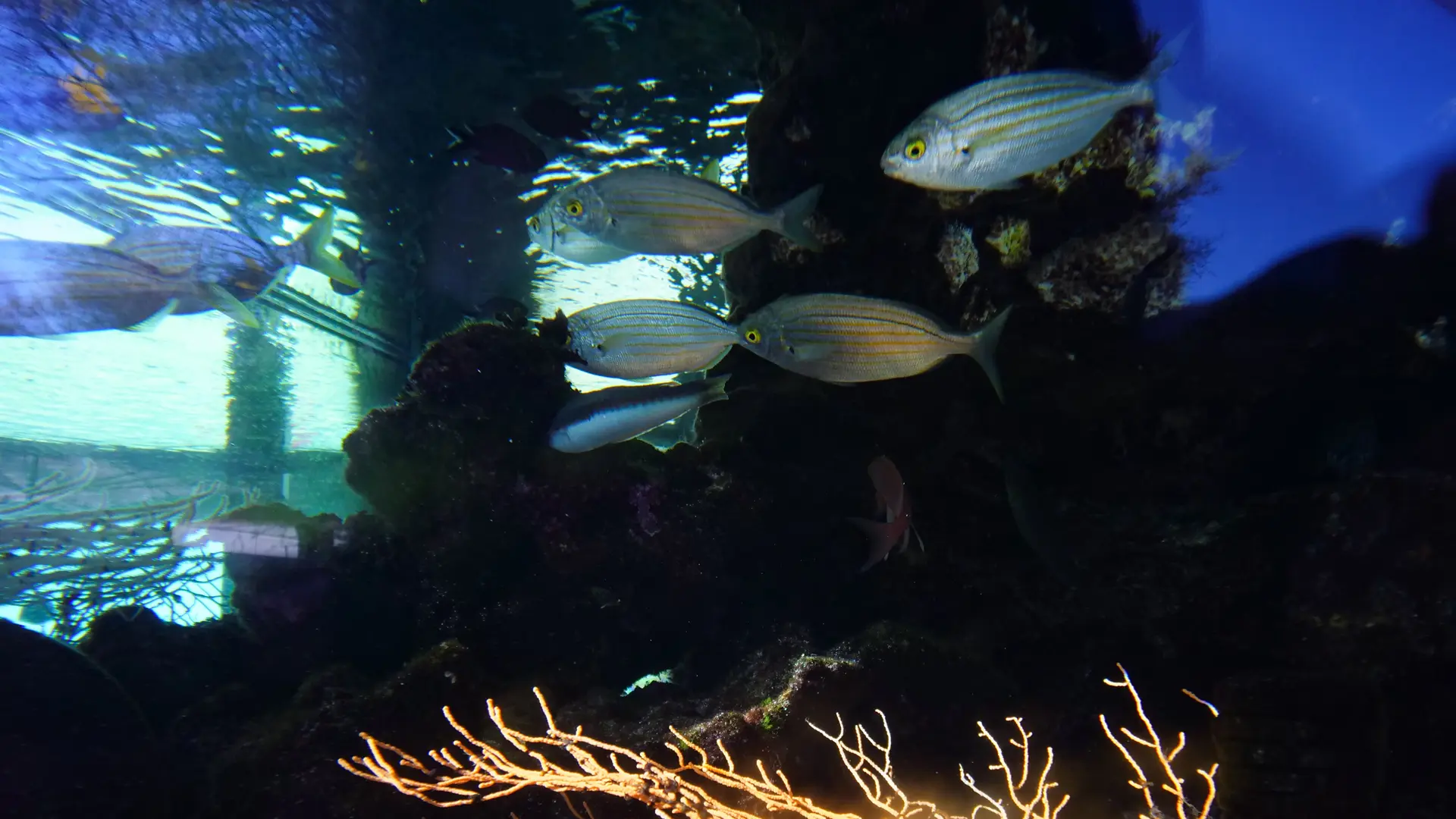 Le petit Aquarium de la Madrague