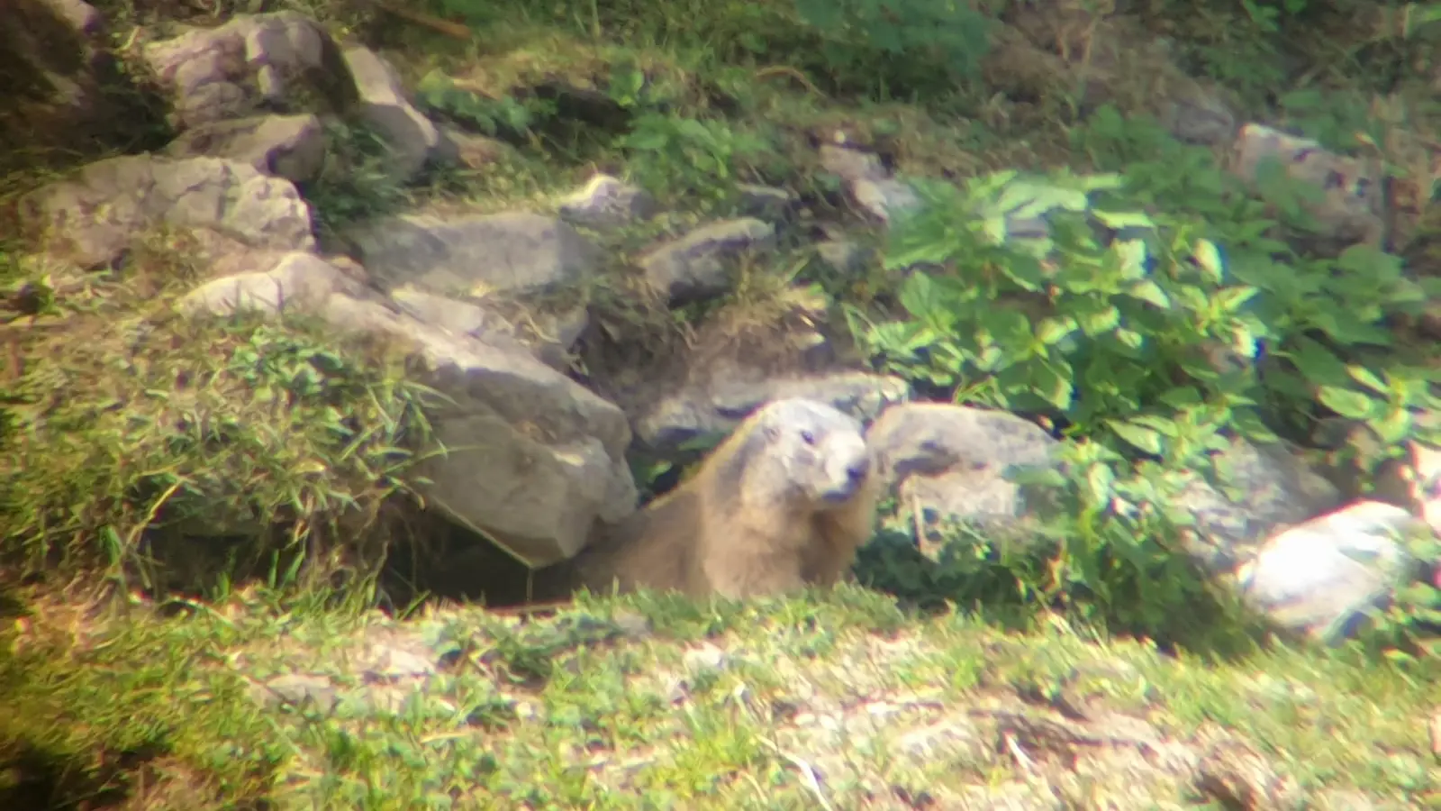 Marmotte - Nunchi Adventure, Rando-Quad LES ORRES.jpg