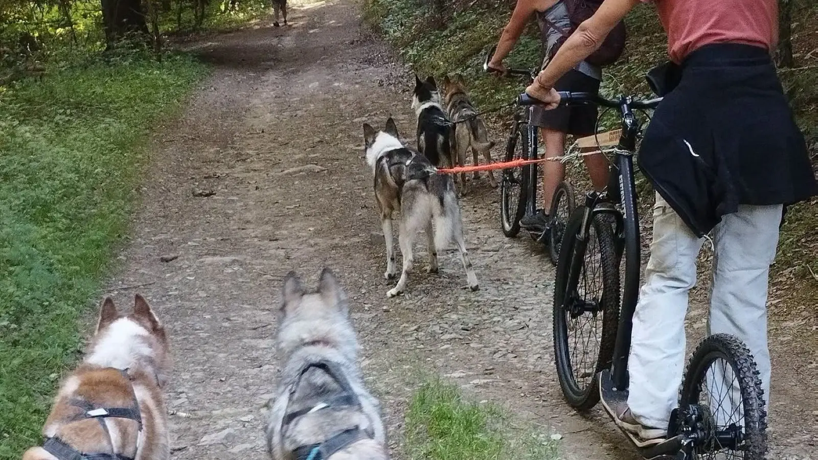 Cani footbike