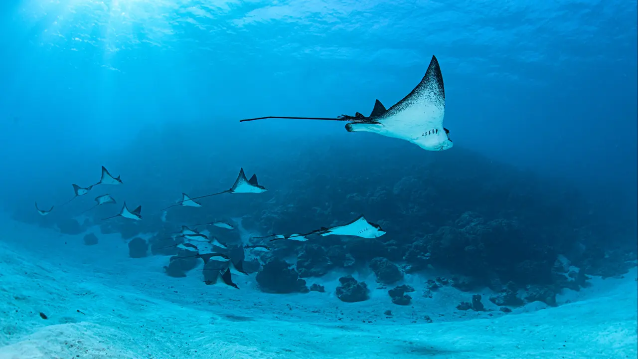 Bora Diving Center (by Eleuthera)