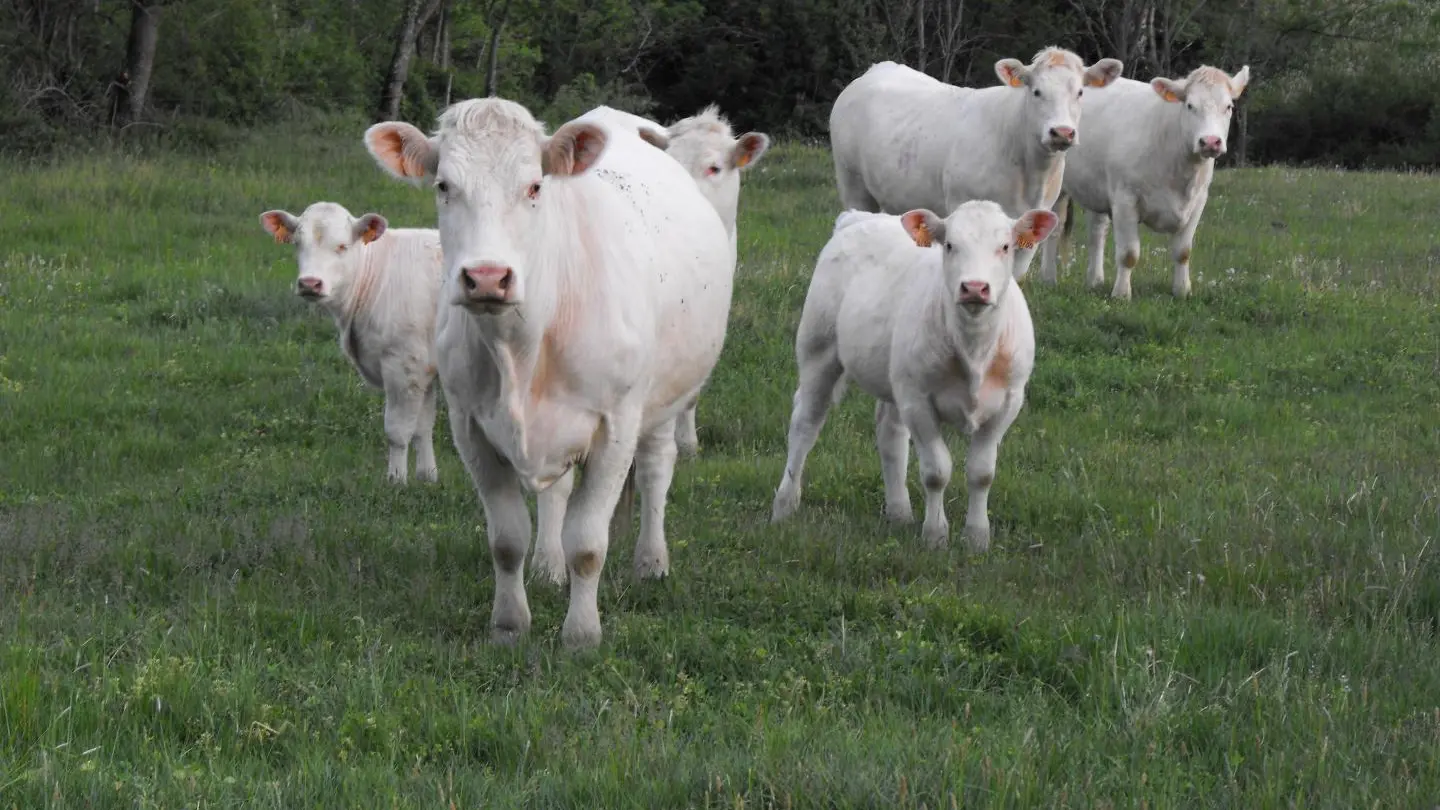 Les vaches charolaises
