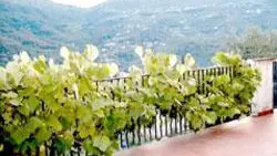 Gîte Macaron-Terrasse-Contes-Gîtes de France des Alpes-Maritimes