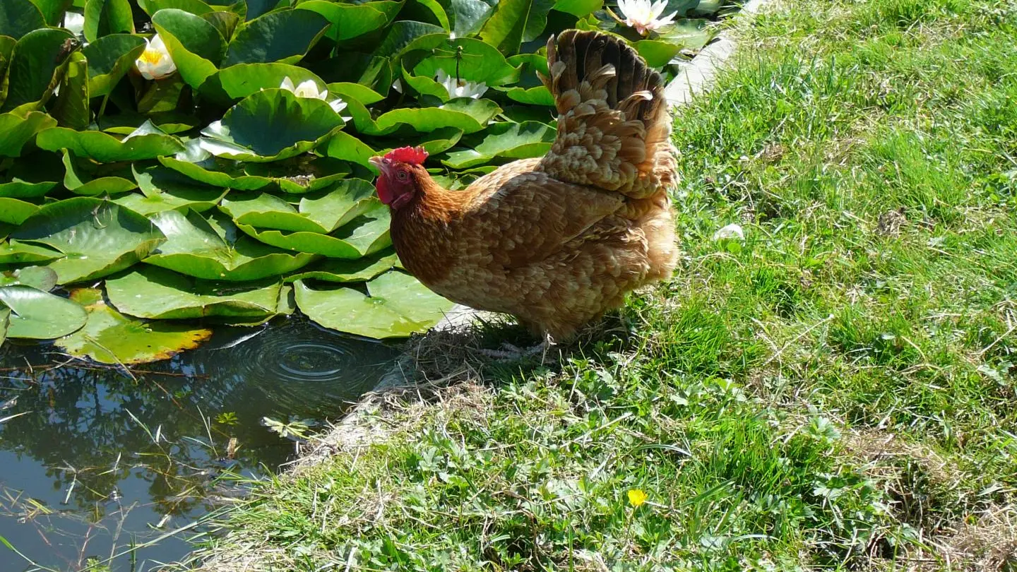 La poule se désaltère