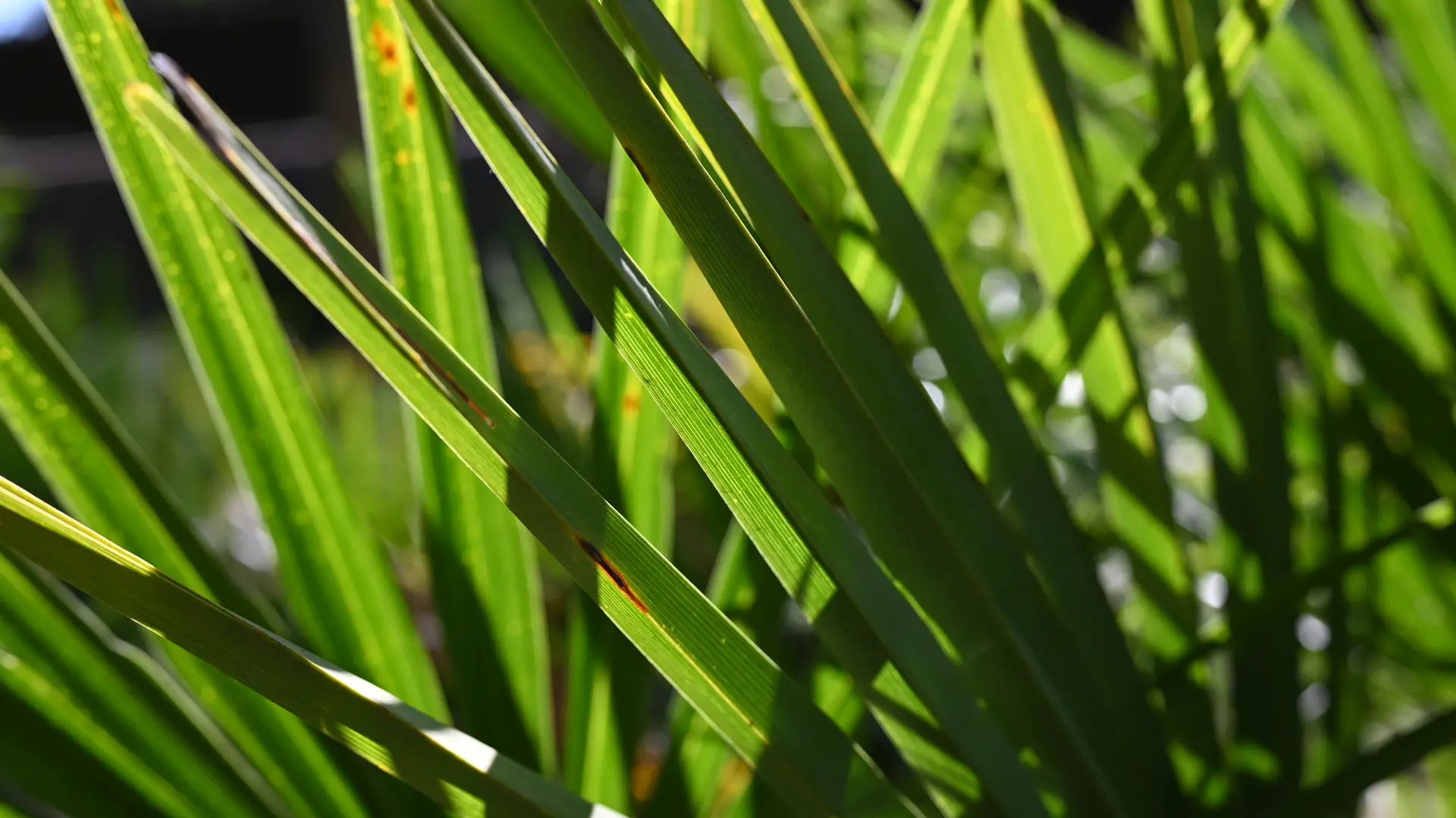 Le plantier de Costebelle - jardin remarquable