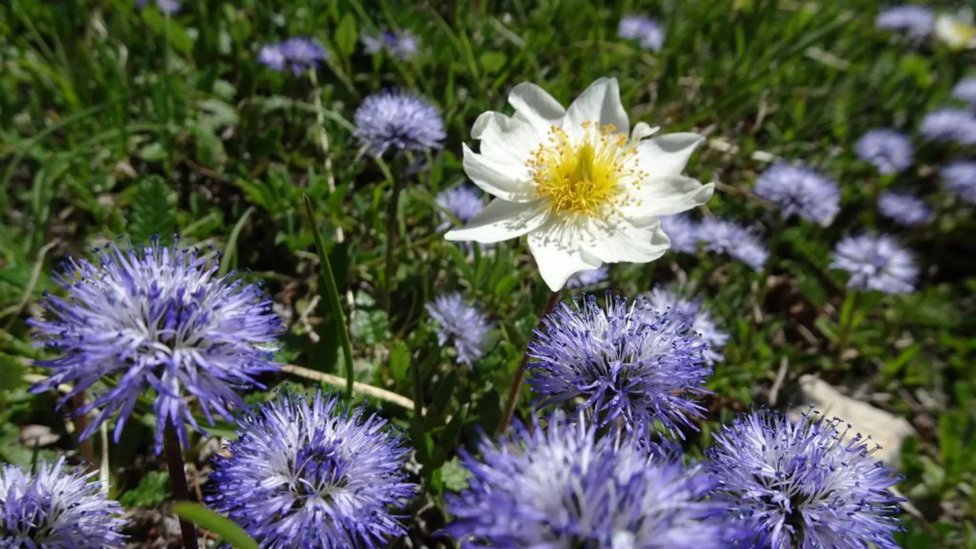 Sur les traces des bergers