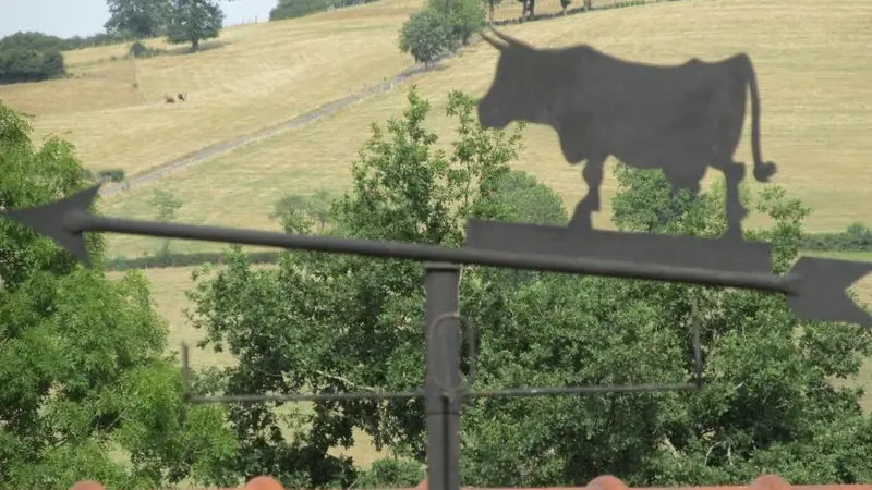 La vache sur le Toit