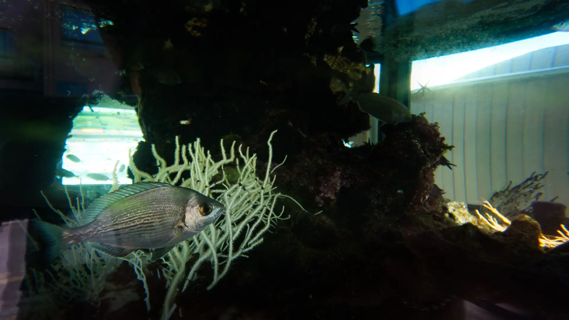 Le petit Aquarium de la Madrague