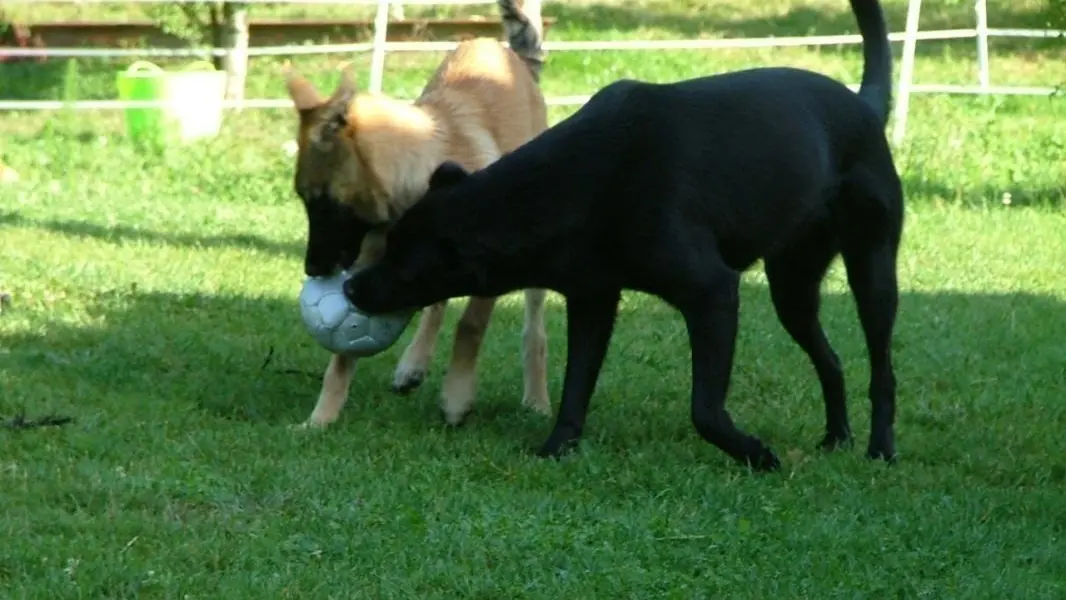 Les deux chipies