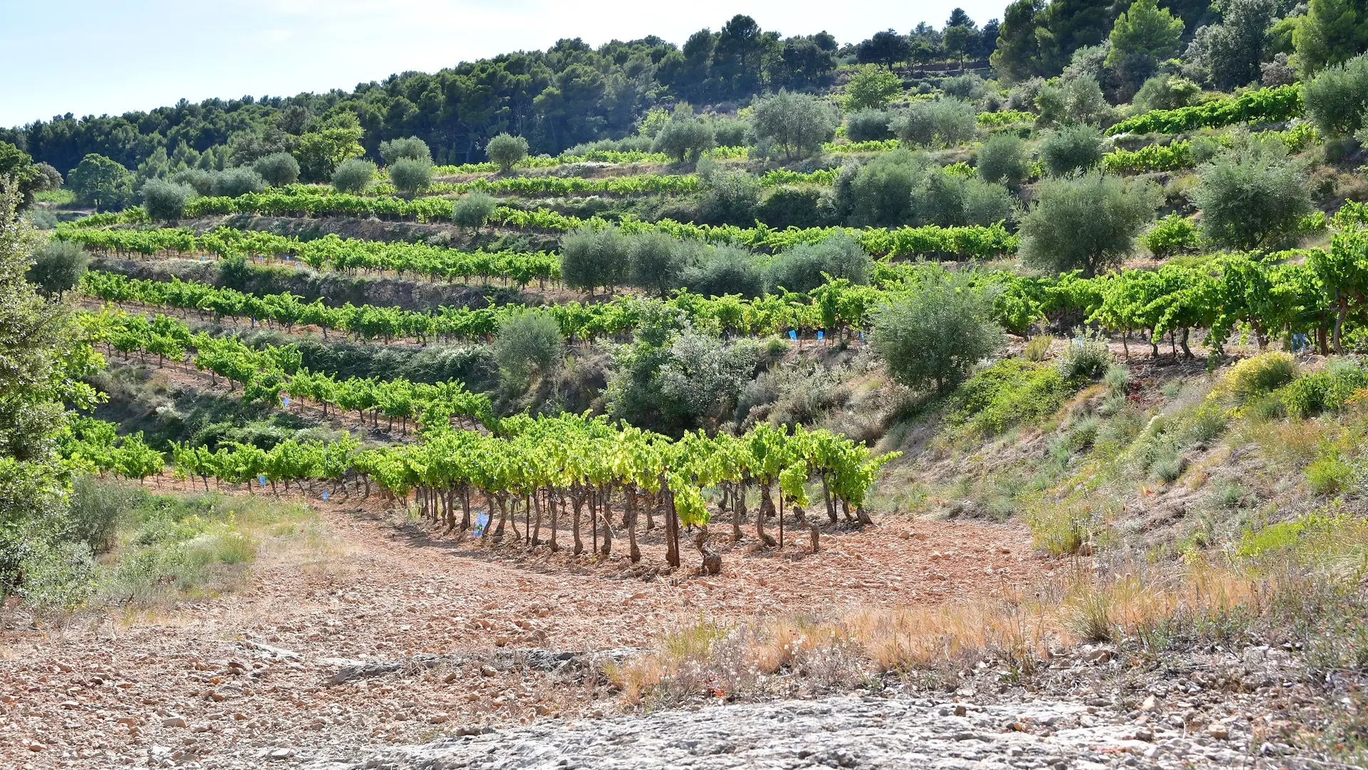 Les vignes