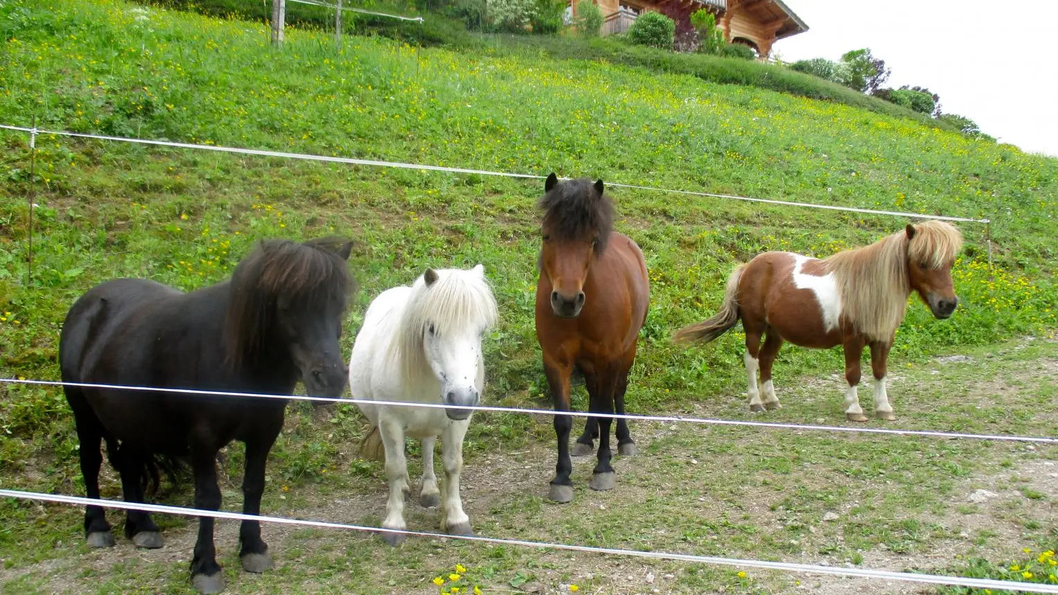 Les poneys du propriétaires : 
Bella, Hulo, Crapule et Patati !