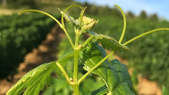 Vigne du Domaine de la Dentelle