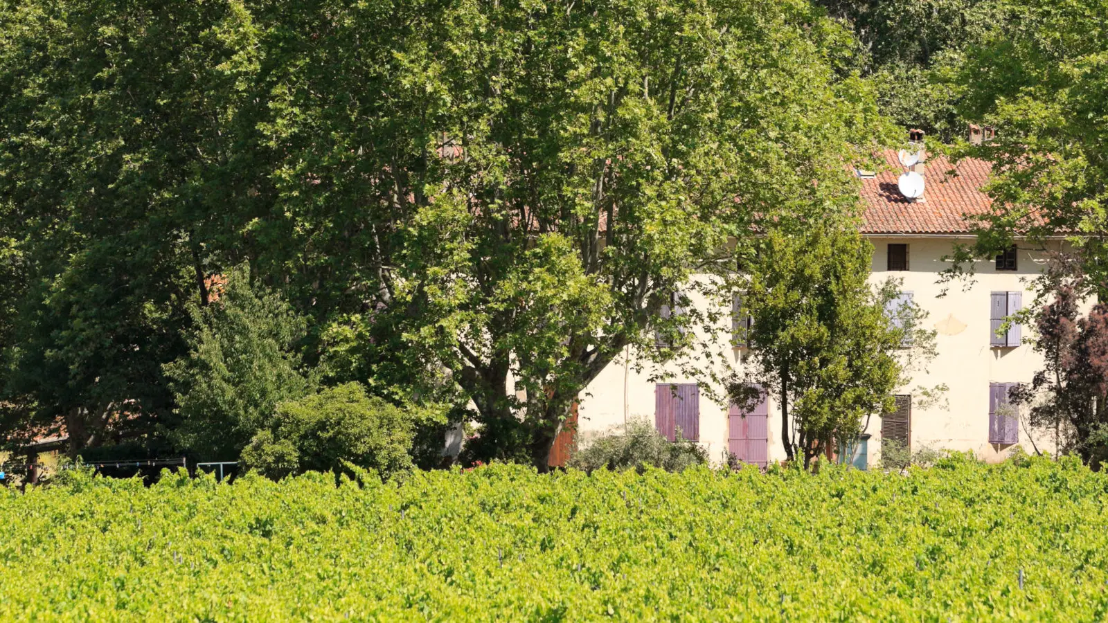 Domaine familial depuis 1850 à Collobrières