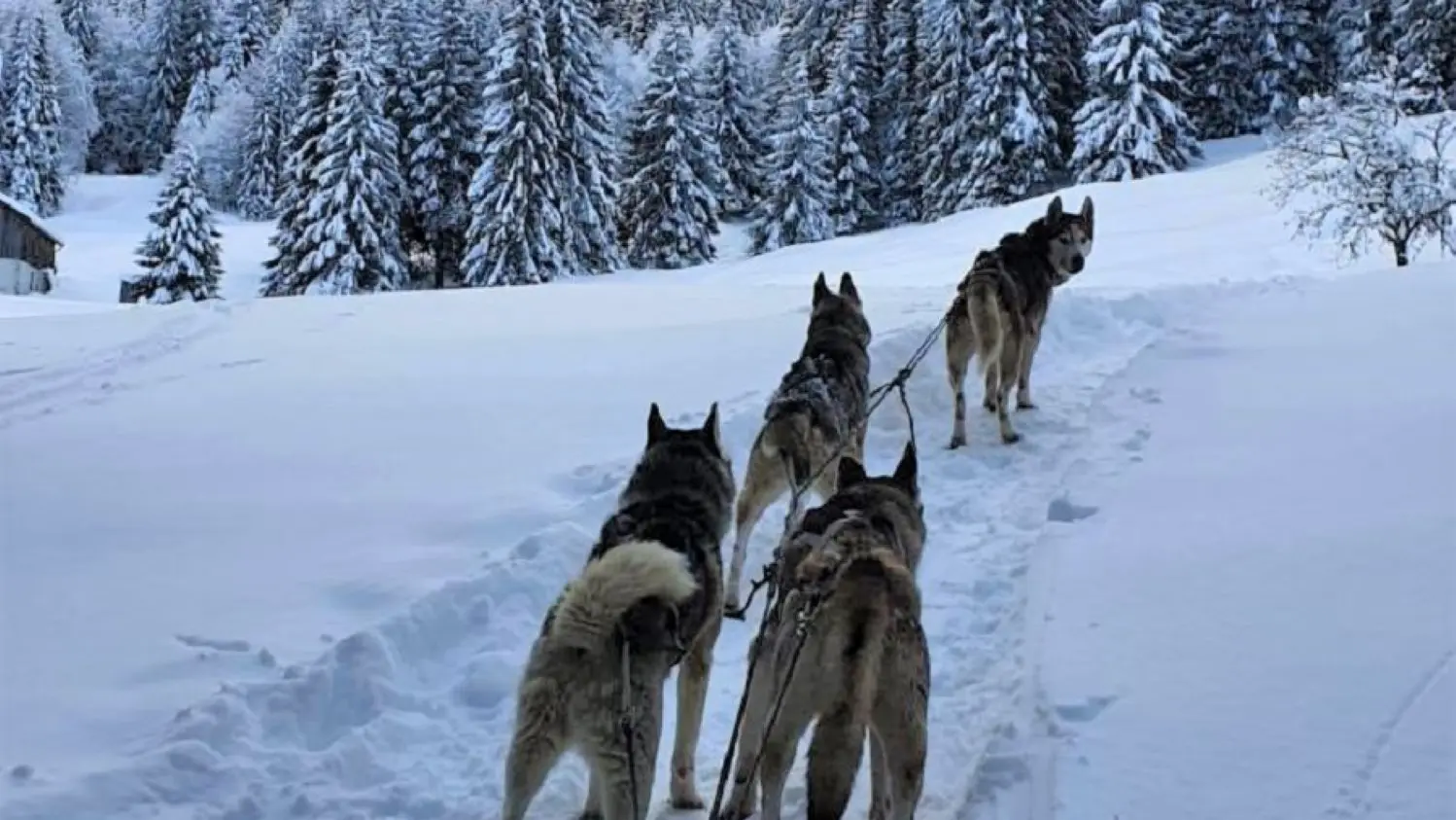 Attelage chiens nordiques