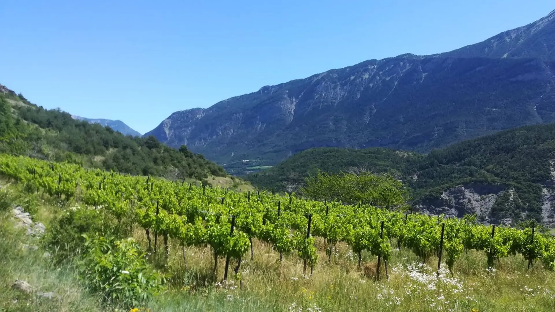 La culture de vigne à Châteauroux-les-alpes