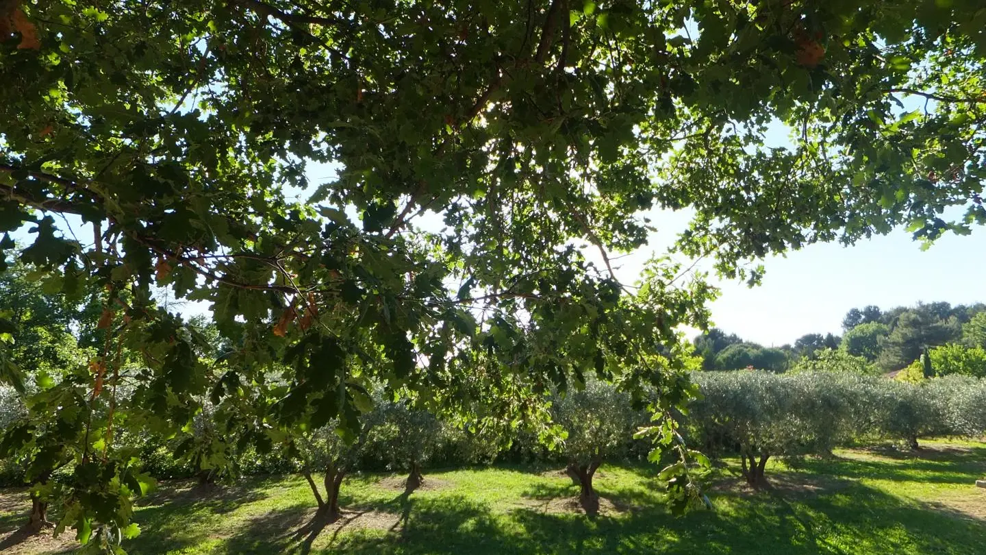 la nature omniprésente à l'Eden