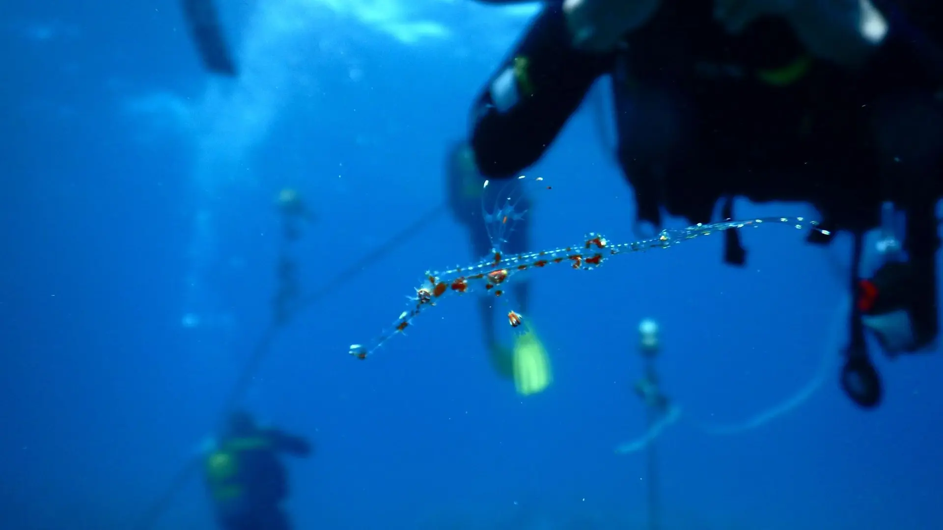 plongée sous marine, océan