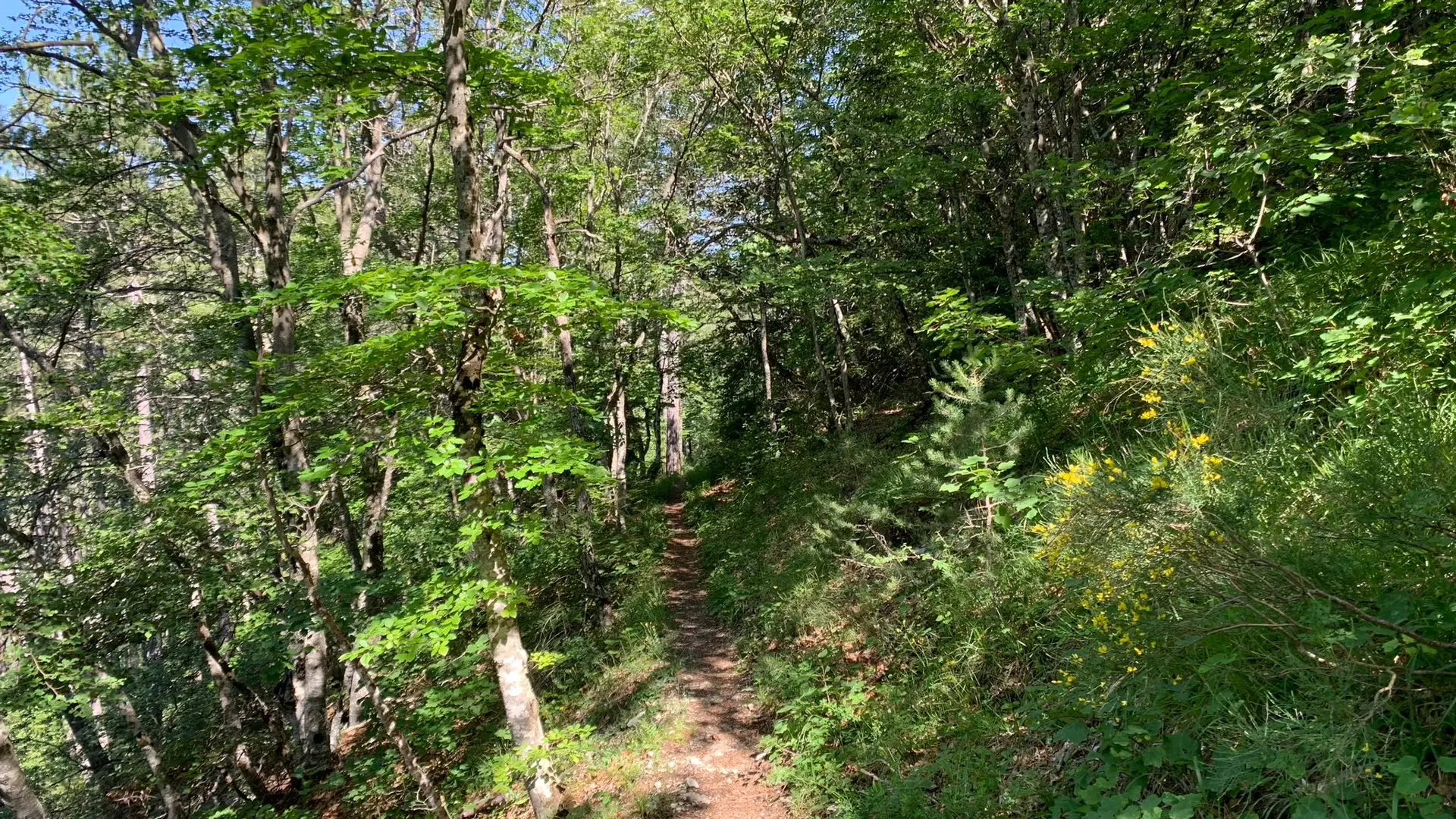 Forêt domaniale de l'Oule
