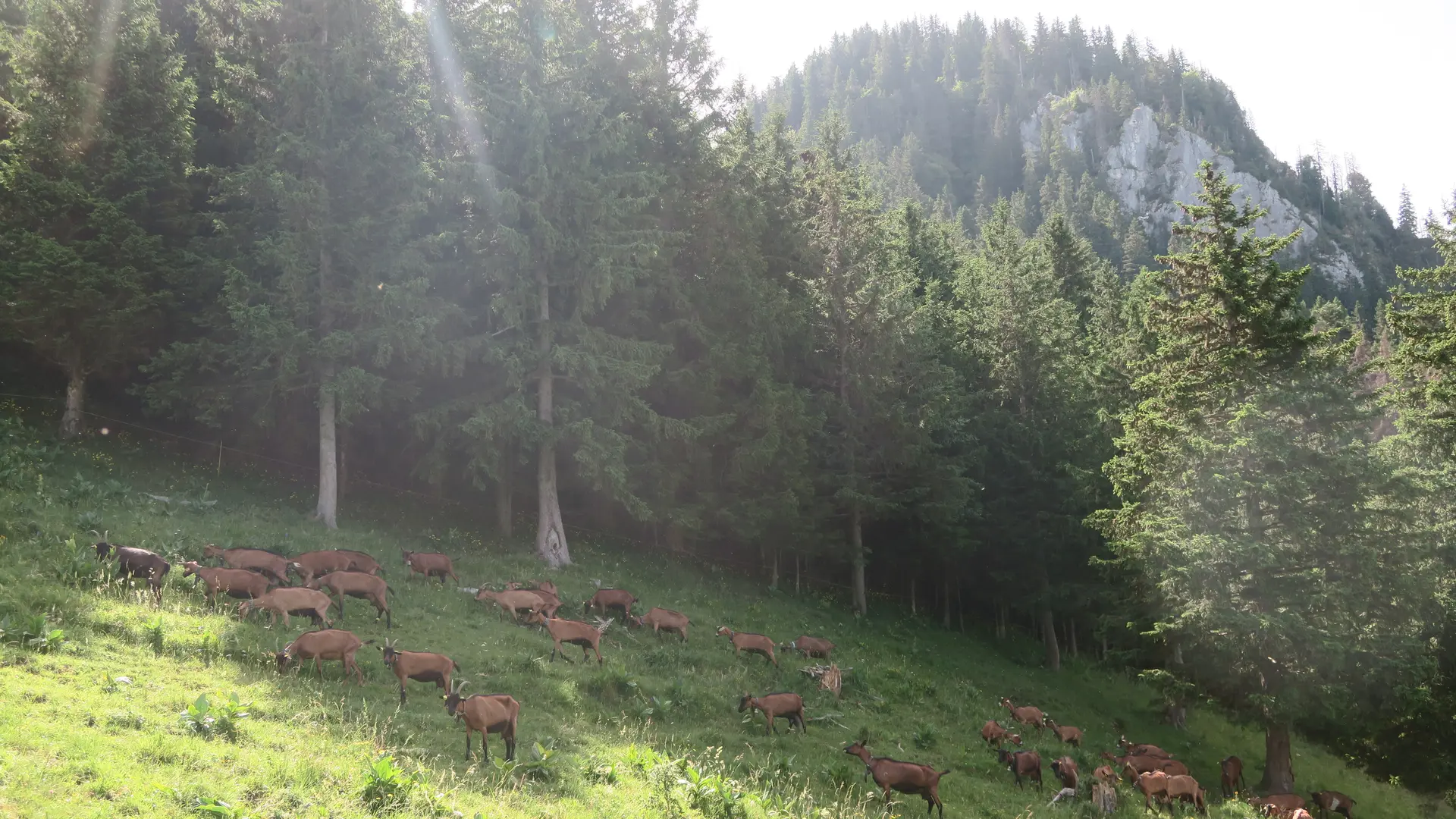 Chèvres à l'alpage de Tréchauffé