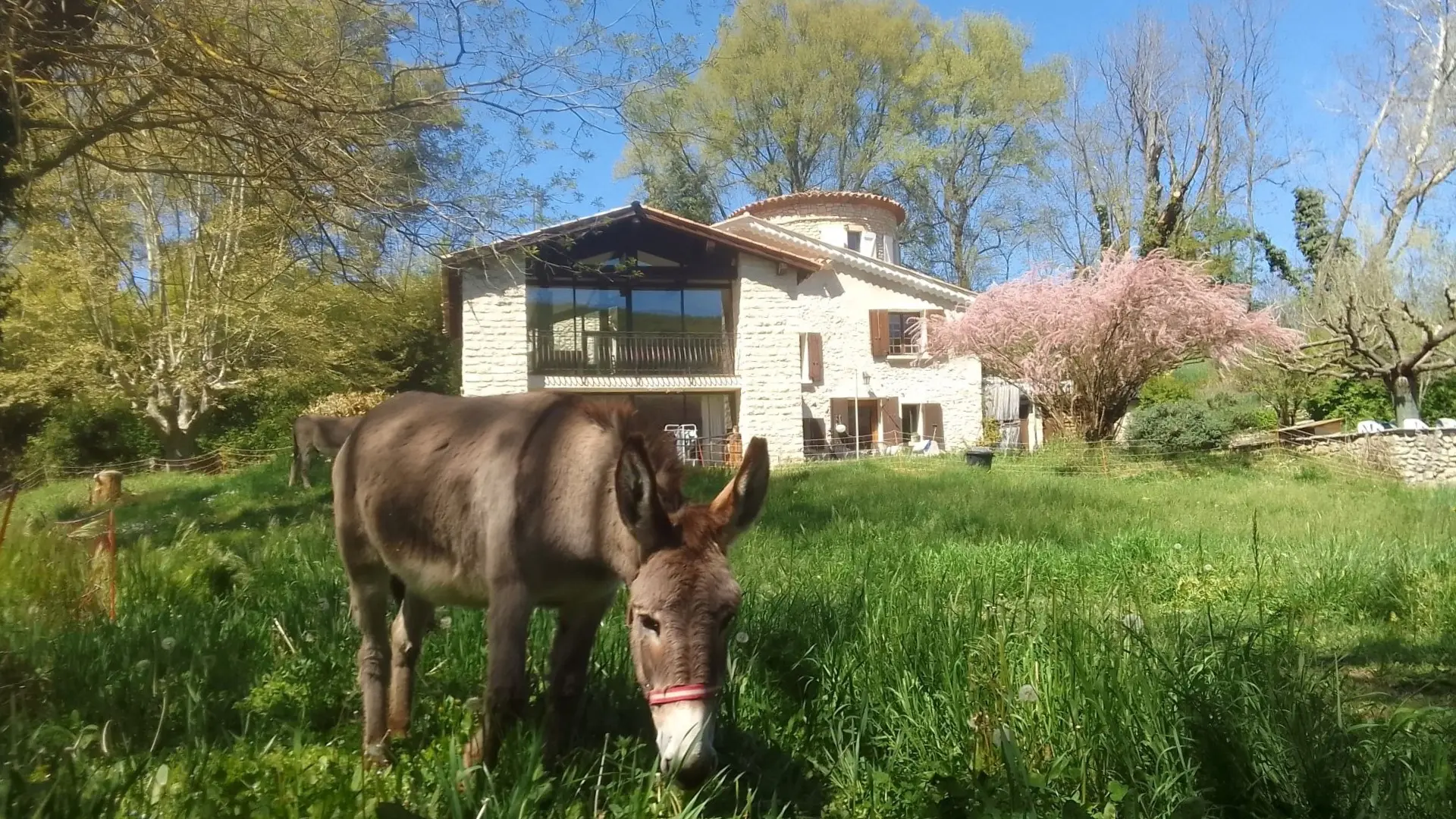 La maison et l'ânesse Touka