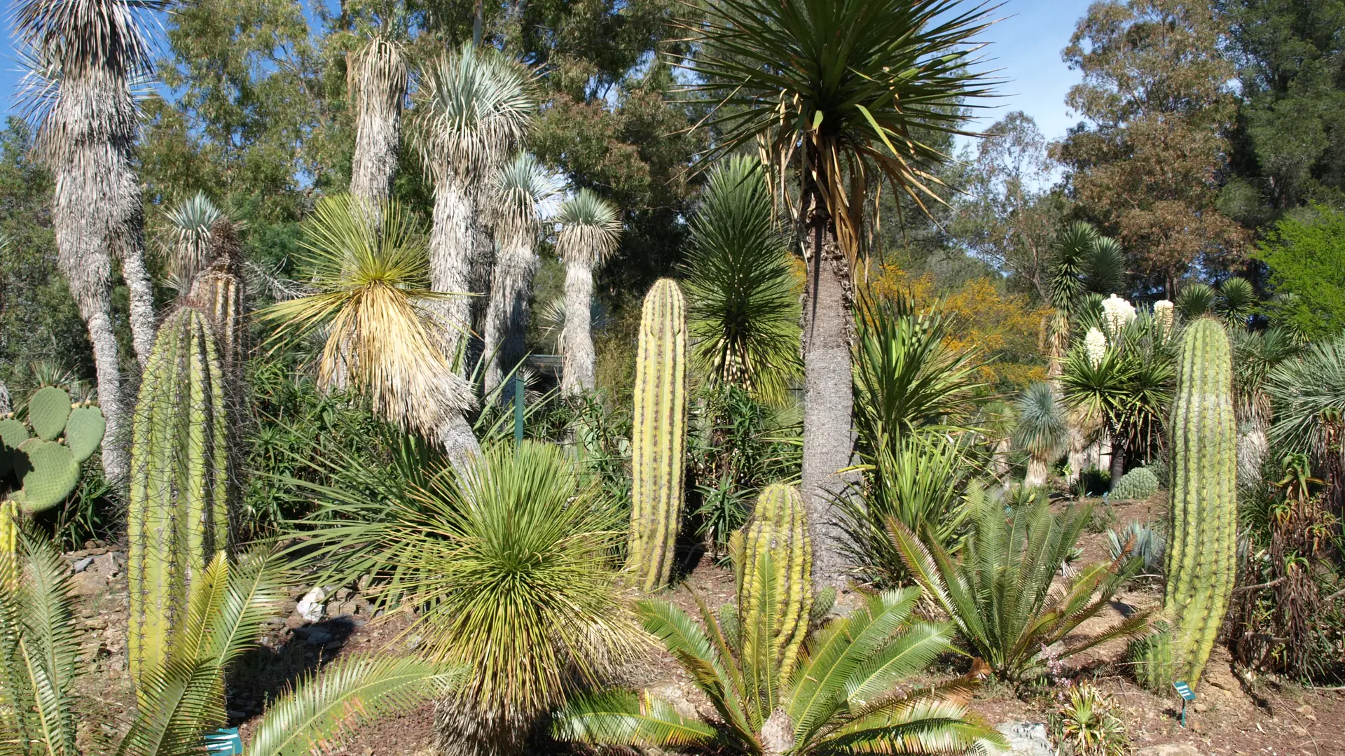 Rocaille mexicaine tricocerus au Jardin Zoologique Tropical à La Londe les Maures