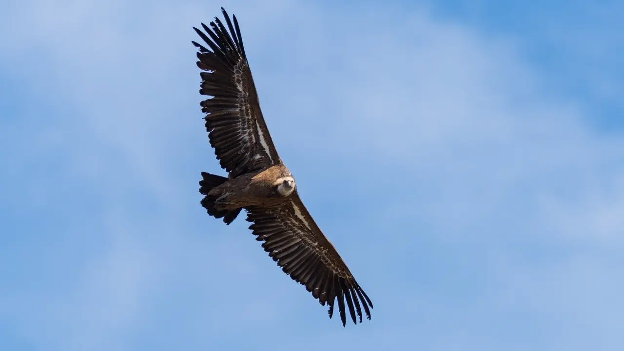 Vautour en vol -  Villar d'Arène - La Grave