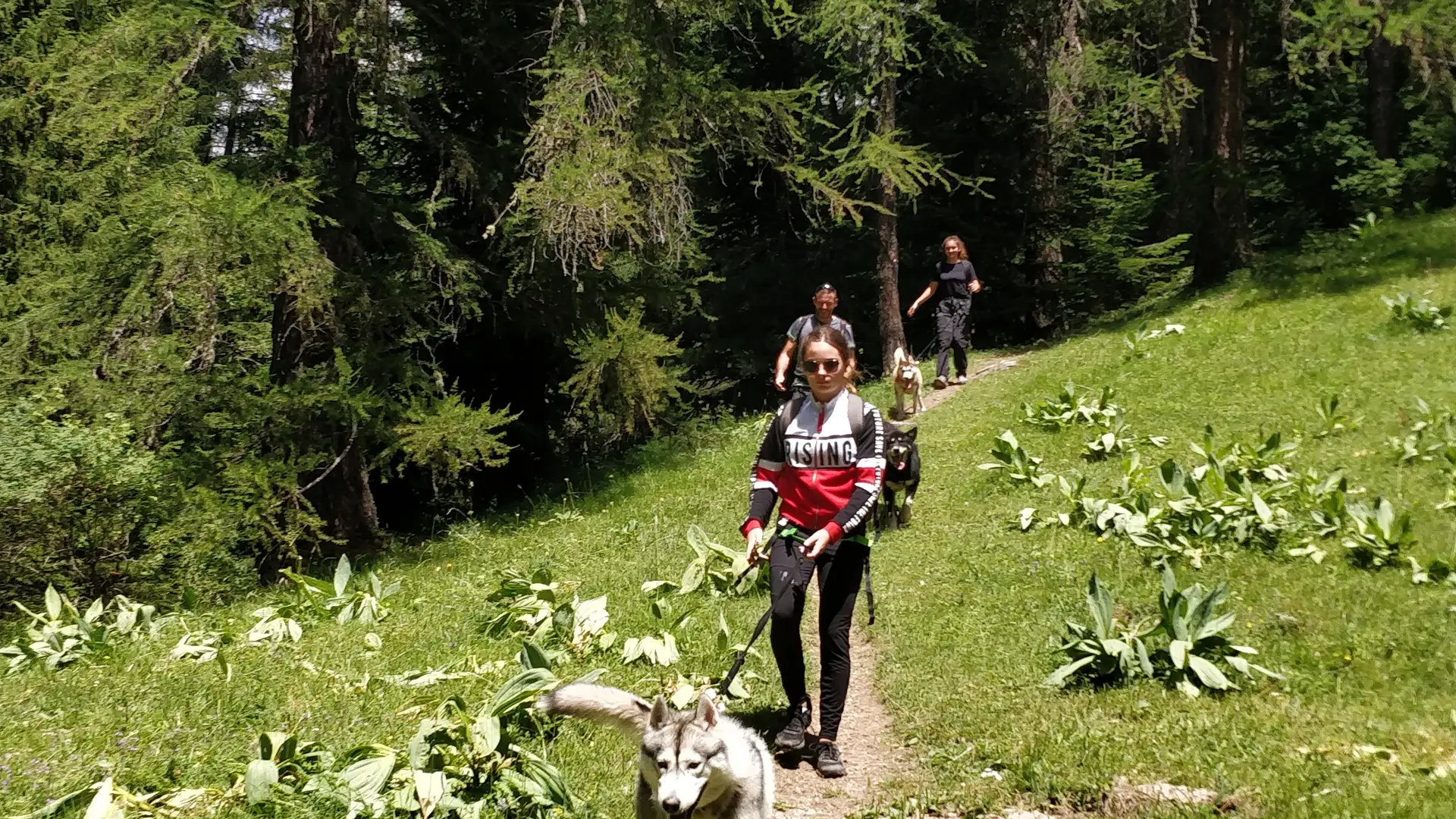 Forêt de Mélèze