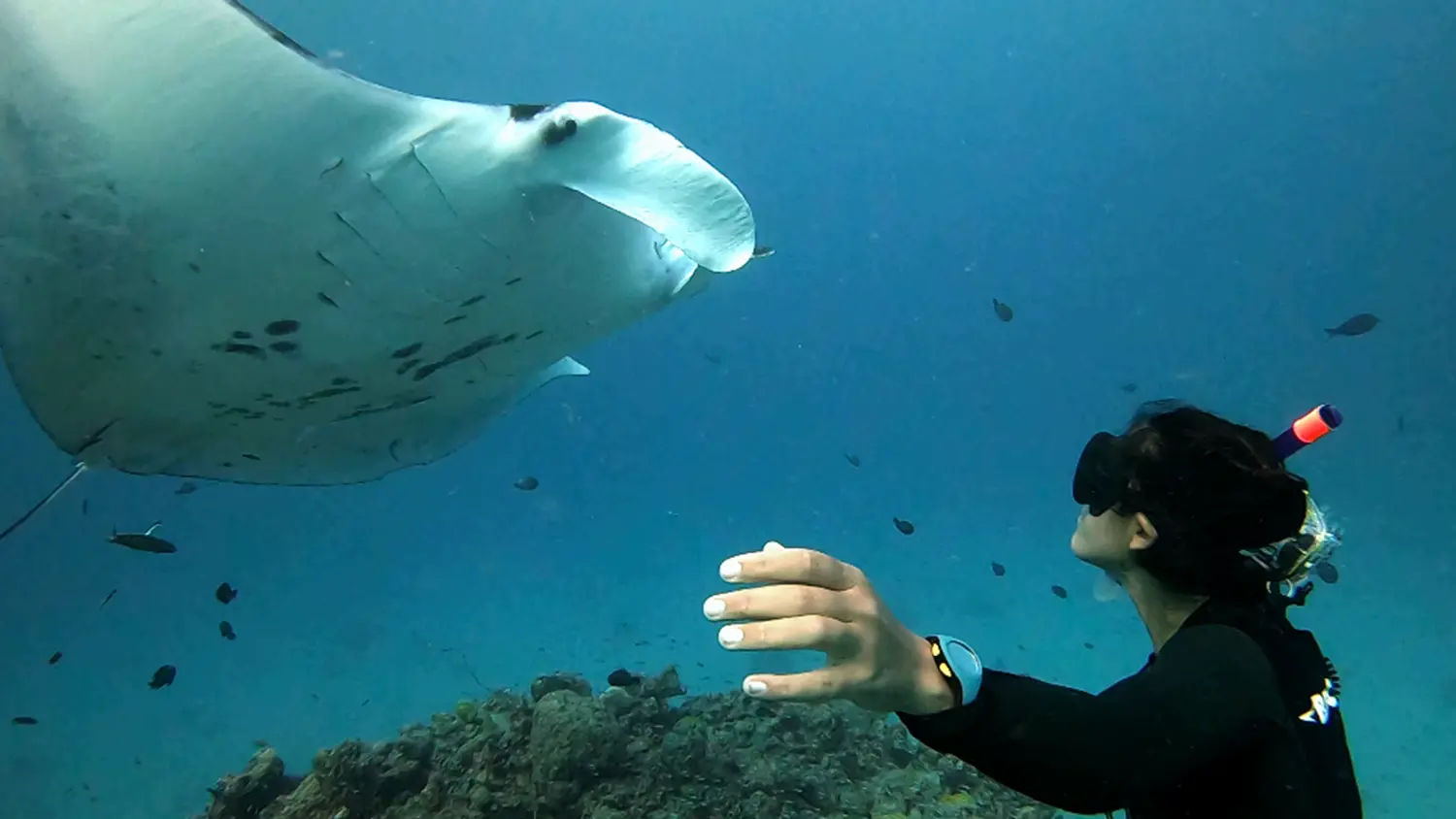 Face to face with a ray