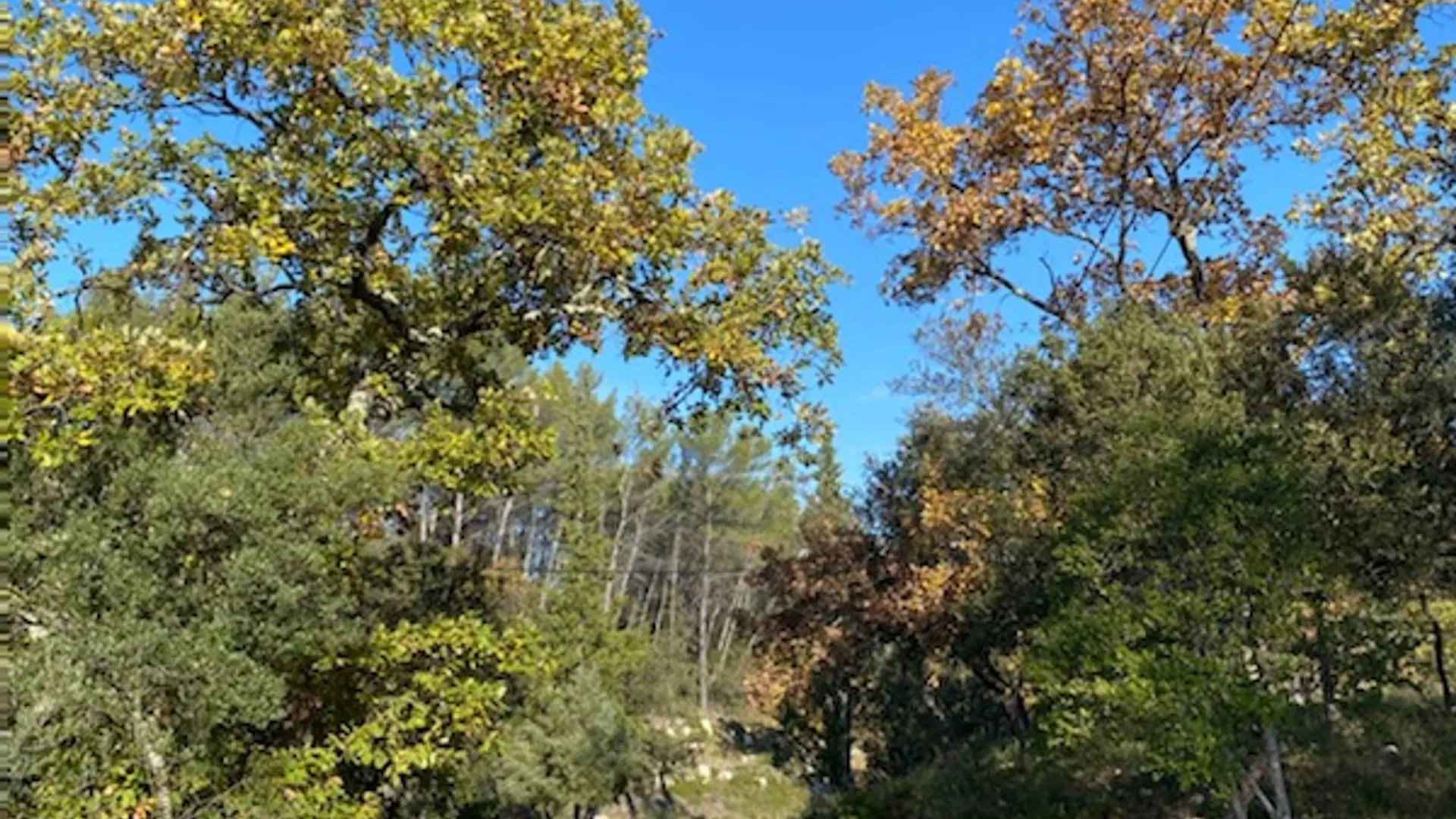 Sentier traversant une forêt de chênes, sous un ciel bleu d'automne