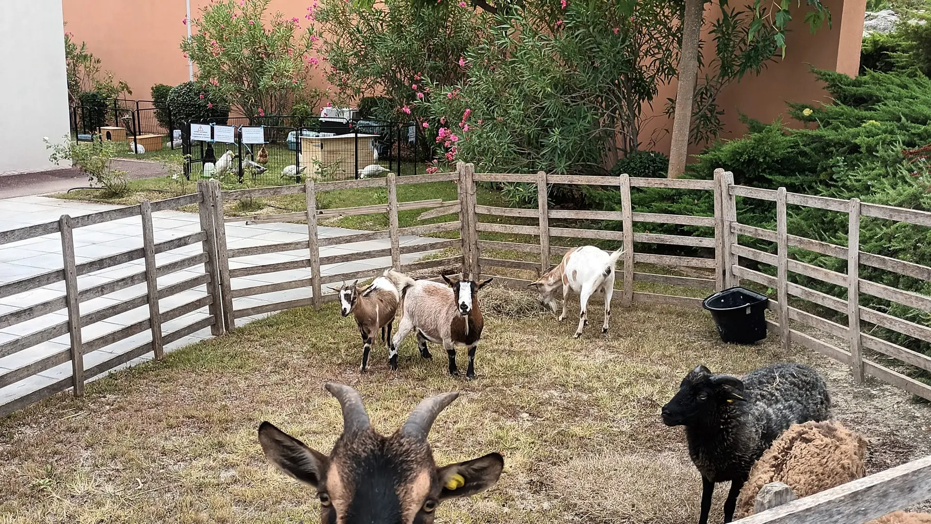 Les fermiers en herbe