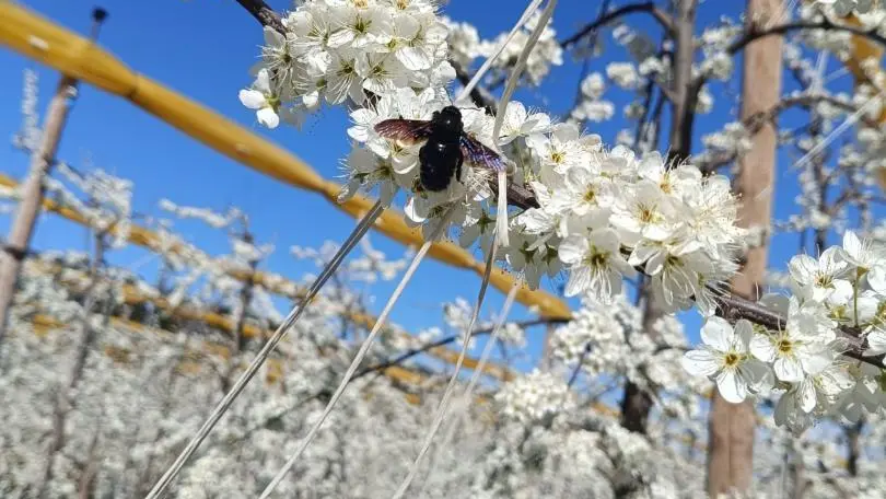 POLLINISATION DES PRUNIERS PAR LES BOURDONS FIN FEVRIER DEBUT MARS