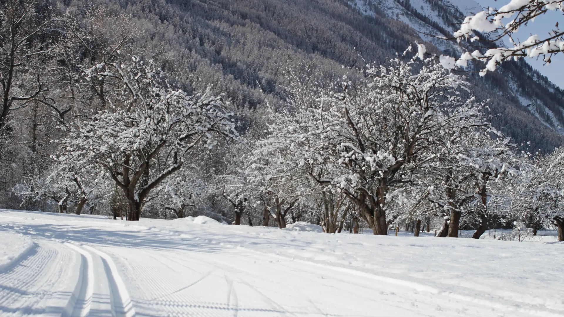 piste bien damée sous les arbres couverts de neige