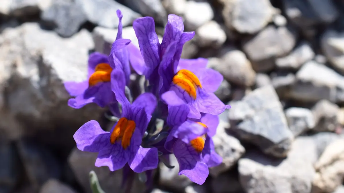 stage botanique flore alpine en Clarée