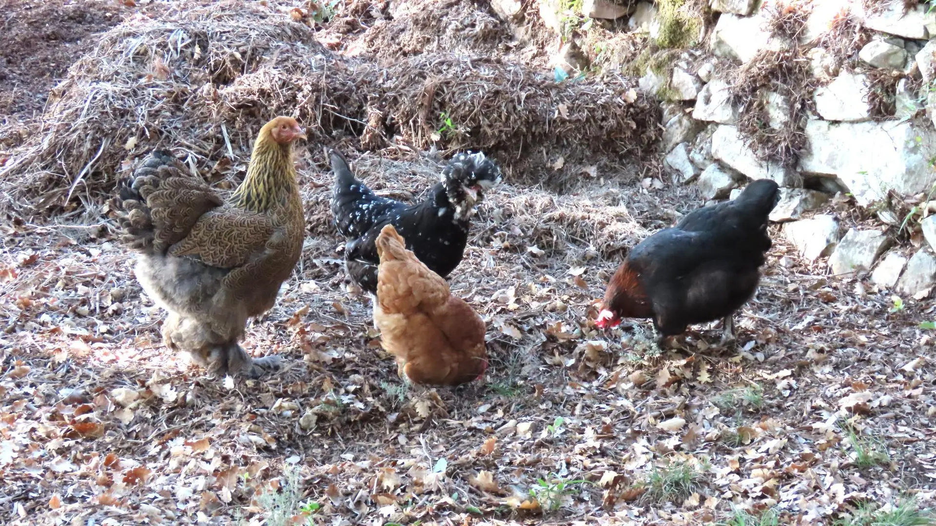 Gîte La Rose et Le Loup Gîtes de France Alpes-Maritimes Speracedes