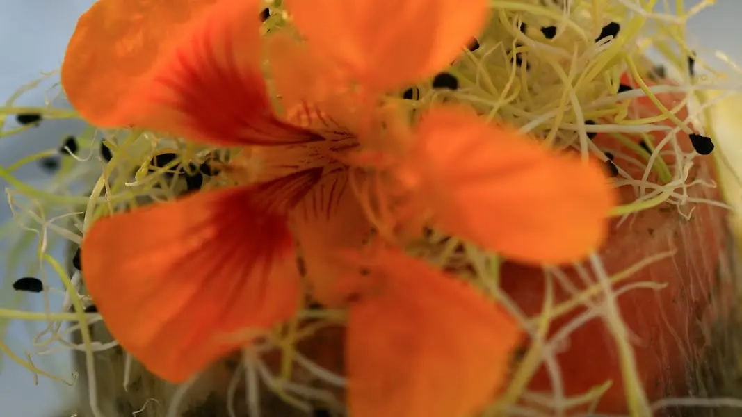 Domaine de la Petite Isle - Restaurant, l'Isle sur la Sorgue