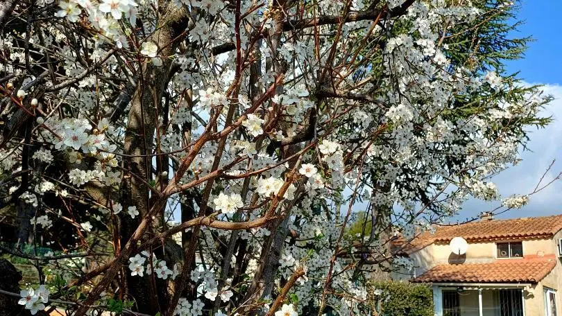 Amandiers, pruniers magniola en fleurs un jeu de couleurs tendres ...enfin le printemps