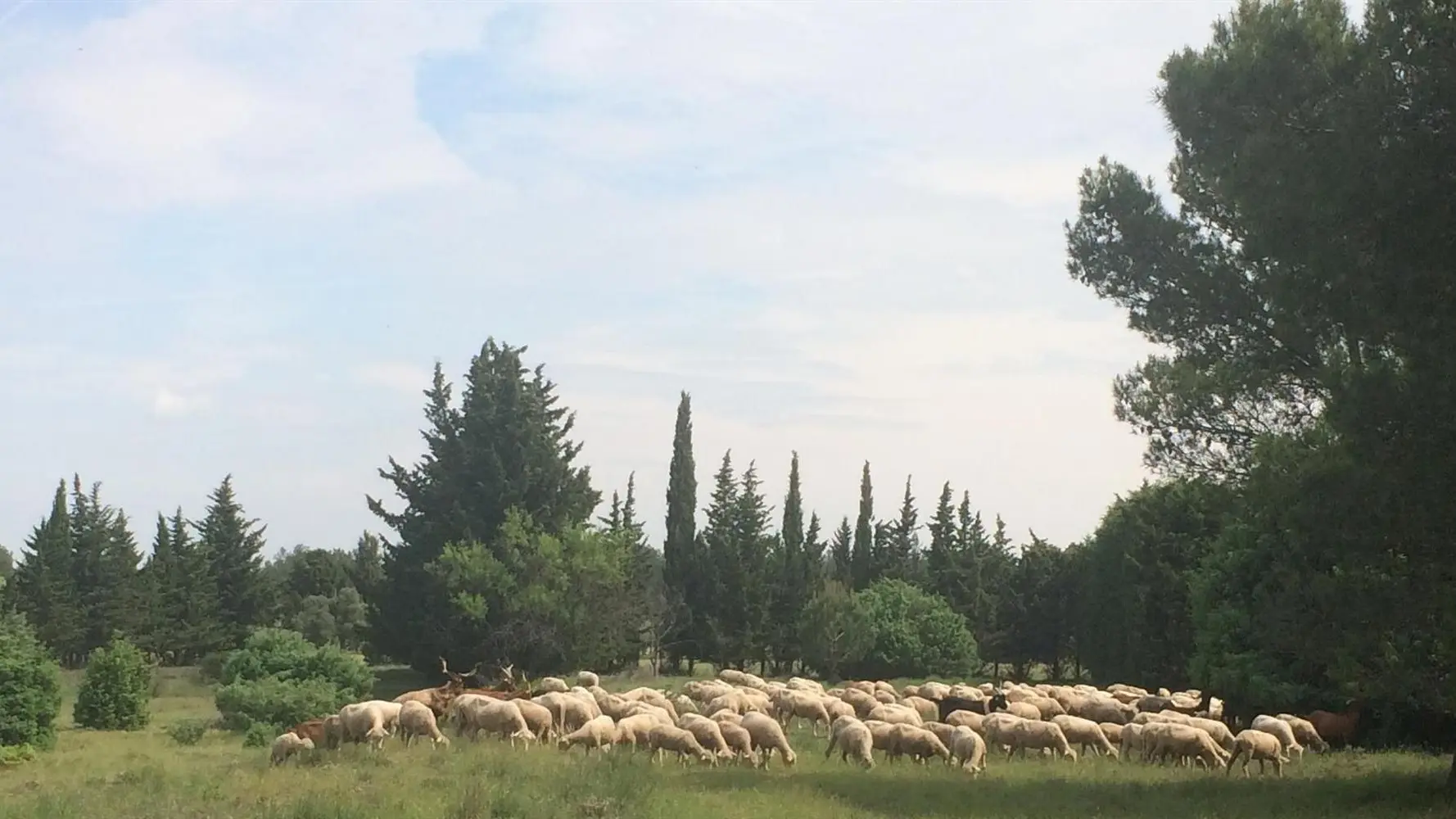 Le Plateau de la Petite Crau à 5mn à pieds