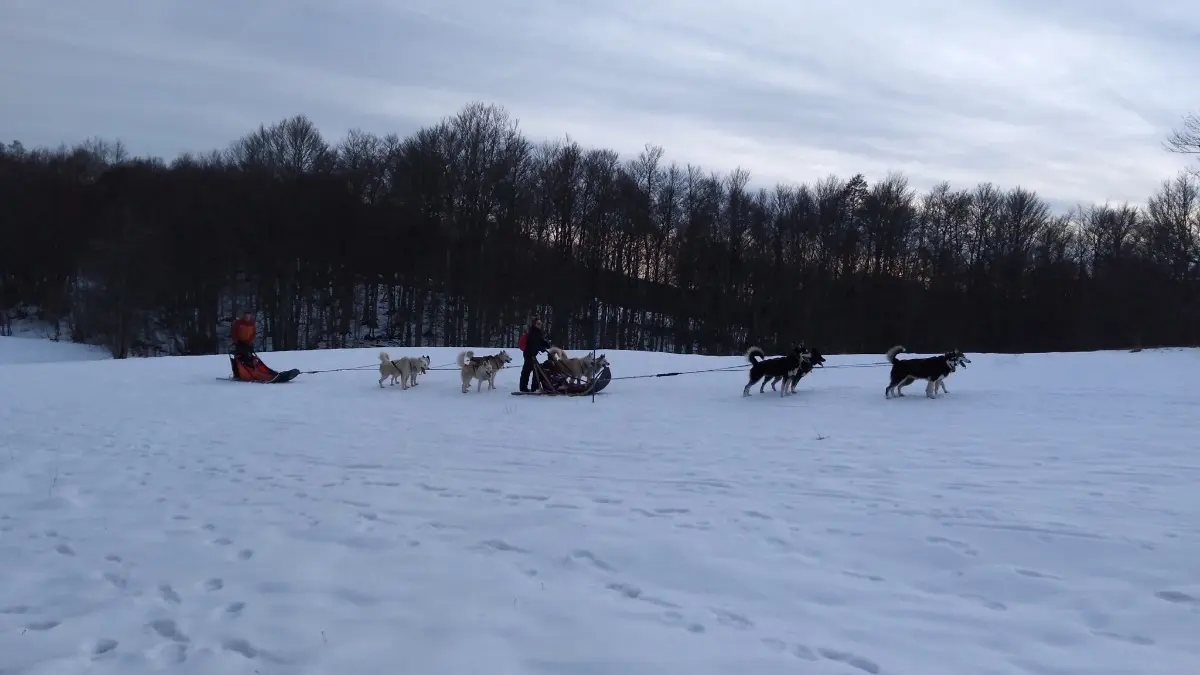 Gite d'Appolline chien de traineau en Retord