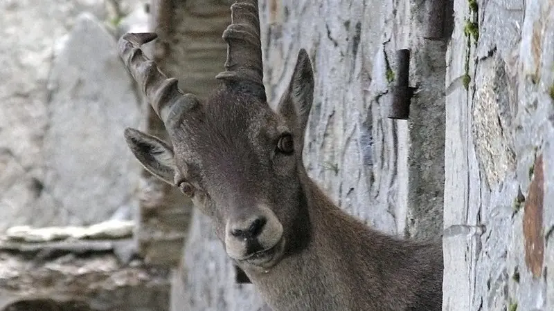 Stambecco affacciato alla finestra della casermetta del Colle di Finestra